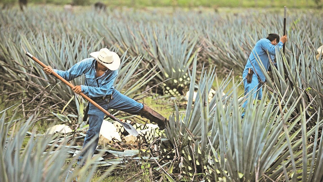 Denominaciones de Origen europeas cierran filas en defensa del tequila