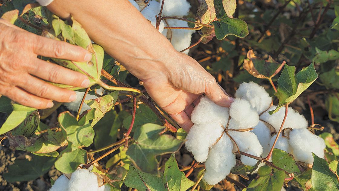 La producción del algodón, resiliente ante el Covid-19