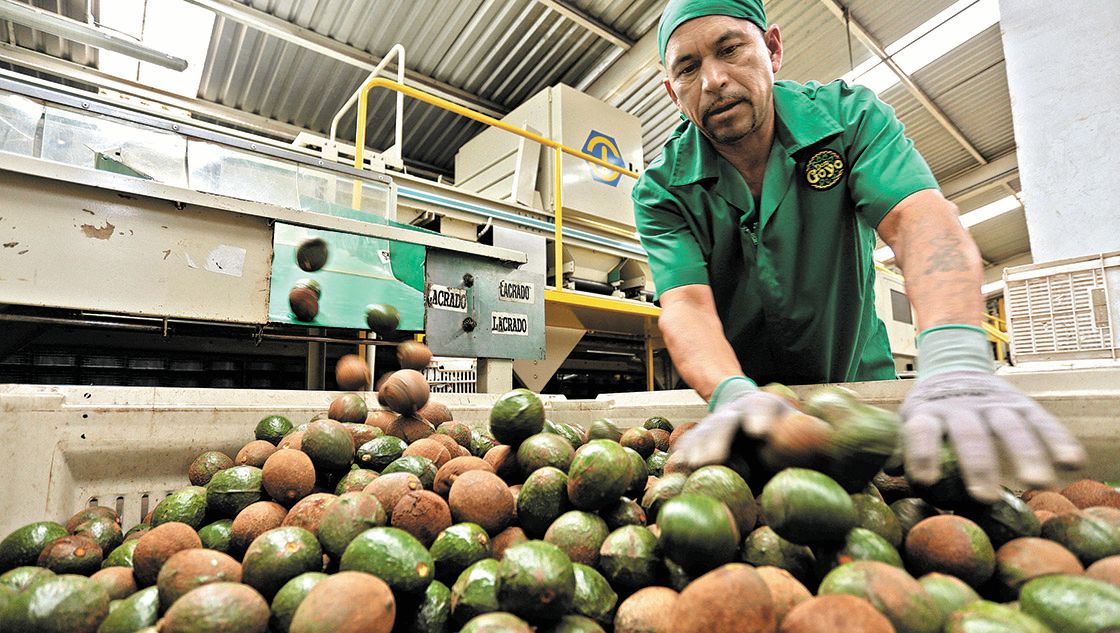 Expectativas de la producción y comercio del aguacate mexicano