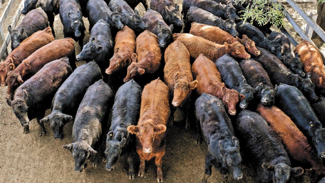 Ganadería en Chihuahua y el manejo regenerativo de los ranchos