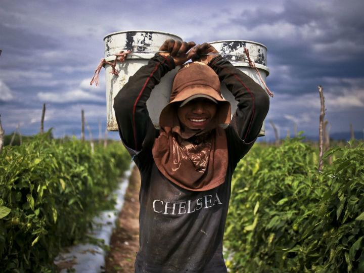 Cerca del 35 por ciento de los trabajadores jornaleros en México percibe un salario menor a 115 pesos al día. Foto: Cuartoscuro