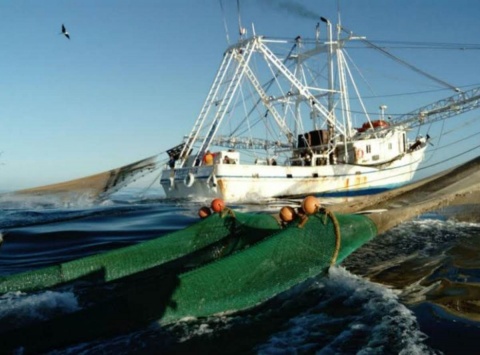 pescadores de camaron