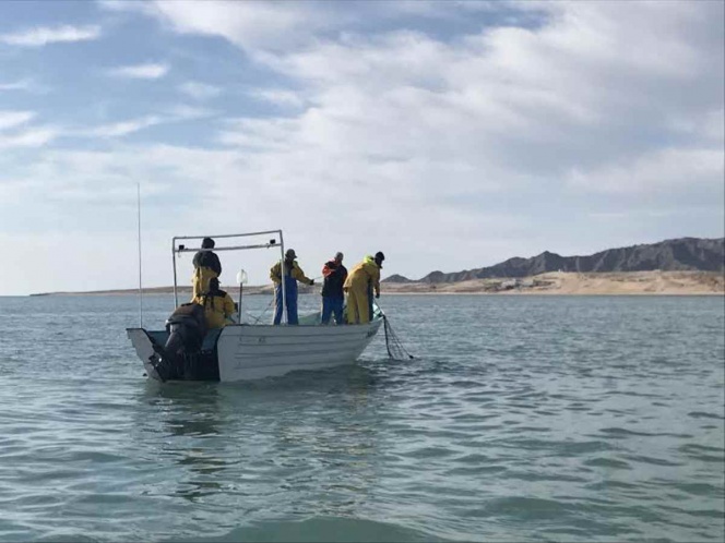 Estudio avala pesca deportiva de totoaba en hábitat de vaquita marina