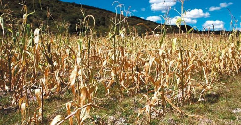 Sequías en campo