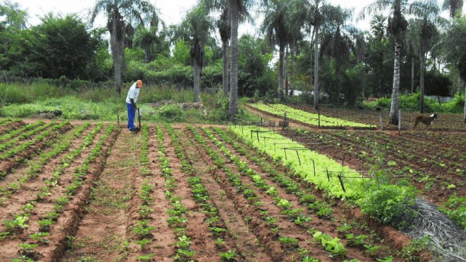 Agricultores no paran actividades en Tamaulipas pese a contagios de Covid-19